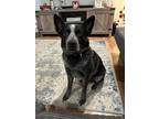 Adopt Kane a Black - with Gray or Silver Australian Cattle Dog / Mixed dog in