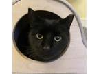 Adopt Shandy a All Black Domestic Shorthair / Mixed (short coat) cat in