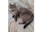 Adopt Chloe a Tan or Fawn American Shorthair / Mixed (short coat) cat in West