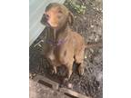 Adopt Luna a Brown/Chocolate Labrador Retriever / Mixed dog in San Antonio