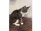 Adopt Bootz a Tiger Striped Domestic Shorthair / Mixed (short coat) cat in