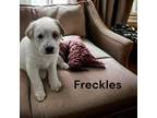 Adopt Freckles a Brown/Chocolate - with White Australian Shepherd / Australian