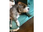 Adopt Byrd a Gray/Silver/Salt & Pepper - with Black Fox Terrier (Wirehaired) /