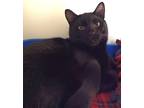 Adopt Willie - AVAILABLE a All Black Domestic Shorthair / Domestic Shorthair /