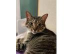 Adopt Pepper - The Spice Girl - AVAILABLE a Brown Tabby Domestic Shorthair /