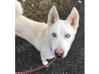 Adopt Sky Senior for Senior a White Husky / Mixed Breed (Medium) / Mixed (short