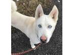 Adopt Sky Senior for Senior a White Husky / Mixed dog in Belleville