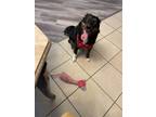 Adopt Mazie a Black - with White Australian Shepherd / Border Collie / Mixed dog