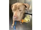 Adopt Chanel a Brown/Chocolate American Pit Bull Terrier / Mixed dog in Fort