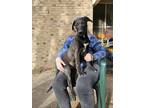 Adopt Cory a Black Labrador Retriever dog in Cortez, CO (39171321)