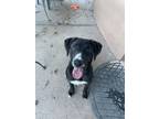 Adopt Luna a Black - with White Labrador Retriever / Mixed dog in Las Cruces