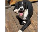 Adopt Megan a Black - with White Border Collie / Labrador Retriever / Mixed dog