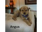 Adopt Angus a Brown/Chocolate - with White Australian Shepherd / Australian