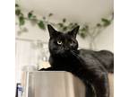 Adopt Sam a All Black American Shorthair (short coat) cat in Westmont