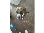 Adopt Sky a Brindle - with White American Pit Bull Terrier / Boxer / Mixed dog