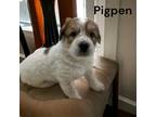 Adopt Pigpen a White - with Brown or Chocolate Australian Shepherd / Australian