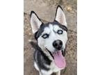Adopt Whopper a Siberian Husky / Mixed dog in Matawan, NJ (40036045)