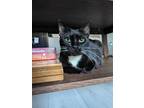 Adopt Martina a Black & White or Tuxedo Domestic Shorthair (short coat) cat in