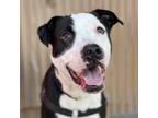 Adopt Drako a American Pit Bull Terrier / Mixed dog in Vallejo, CA (40384031)