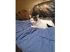 Adopt Akeelah a White (Mostly) American Shorthair / Mixed (long coat) cat in