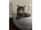 Adopt Kitty a Gray or Blue Domestic Mediumhair / Mixed (medium coat) cat in