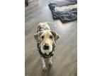 Adopt Marshmellow a White - with Gray or Silver Weimaraner / Mixed dog in Plano