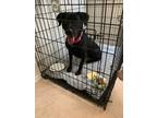 Adopt Lily a Black Rottweiler / Mixed dog in Richardson, TX (41331467)