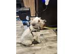 Adopt Kay Dee a White - with Tan, Yellow or Fawn Wheaten Terrier / Mixed dog in