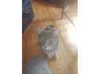 Adopt Onix a Gray or Blue Russian Blue / Mixed (medium coat) cat in Brooklyn