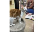 Adopt Cheddar a Spotted Tabby/Leopard Spotted Domestic Shorthair / Mixed cat in