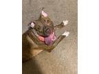 Adopt Nutter Butter a Brindle American Staffordshire Terrier / American Pit Bull