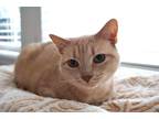 Adopt Tart a Orange or Red Tabby Domestic Shorthair / Mixed (short coat) cat in