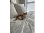Adopt Jack a Orange or Red Domestic Shorthair / Mixed (short coat) cat in