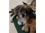 Adopt Morgan a Gray/Silver/Salt & Pepper - with White Terrier (Unknown Type