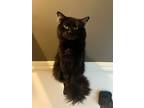 Adopt Angmar a All Black Domestic Longhair / Mixed (long coat) cat in