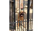 Adopt Luna a Tan/Yellow/Fawn Boxer / Boxer / Mixed dog in Katy, TX (41331157)