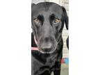 Adopt Raven a Black Labrador Retriever / Mixed dog in Perrysburg, OH (41112171)