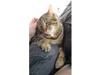 Adopt Krueger a Gray, Blue or Silver Tabby Tabby / Mixed (short coat) cat in