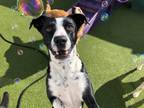 Adopt Zoey a Black - with White Border Collie / Mixed dog in Mount Dora