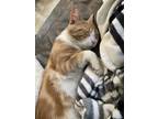 Adopt Artemis a Orange or Red Tabby American Shorthair / Mixed (short coat) cat