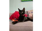 Adopt Phoebe a All Black Domestic Shorthair / Mixed cat in New Woodstock
