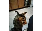 Adopt Sylvester a Brown or Chocolate (Mostly) American Shorthair / Mixed (medium