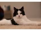 Adopt Boba a Black & White or Tuxedo Ragdoll / Mixed (long coat) cat in McLean