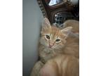 Adopt Kitten 1-4 a Orange or Red Tabby Domestic Mediumhair / Mixed (medium coat)