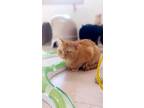Adopt Rye a Orange or Red Domestic Shorthair / Mixed Breed (Medium) / Mixed