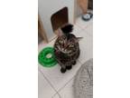 Adopt Arthur a All Black Domestic Longhair / Domestic Shorthair / Mixed cat in