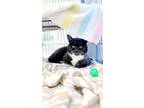 Adopt Bison a Gray or Blue Domestic Shorthair / Mixed Breed (Medium) / Mixed