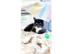 Adopt Bison a Gray or Blue Domestic Shorthair / Domestic Shorthair / Mixed cat