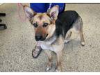 Adopt Pepper a Black German Shepherd Dog / Mixed dog in Pendleton, OR (41331101)