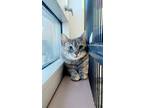 Adopt Maui a Gray or Blue Domestic Shorthair / Domestic Shorthair / Mixed cat in